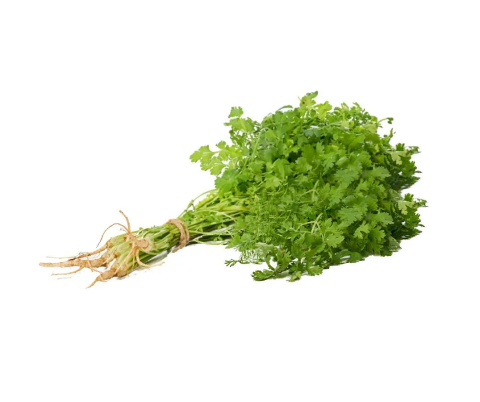 Cilantro fresco de huerta campesina